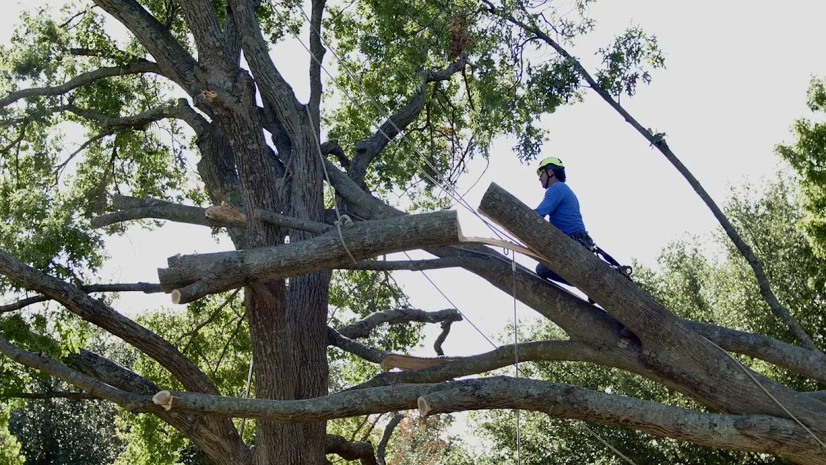 Professional Crown Thinning performed by certified arborists in Goochland